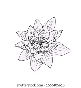 Isolated flower of a Lotus. Black outline. Hand-drawn coloring book for adults and children. Japanese style. Design of t-shirts, postcards, flyers, brochures. Vector illustration.