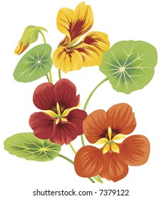 isolated flower of nasturtium in red and yellow colors