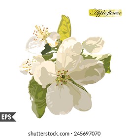 Isolated flower on a white background. Vector illustration.