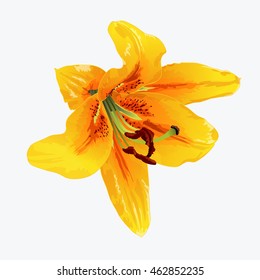 isolated flower on white background. lily vector illustration.