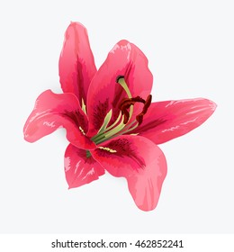 isolated flower on white background. lily vector illustration.