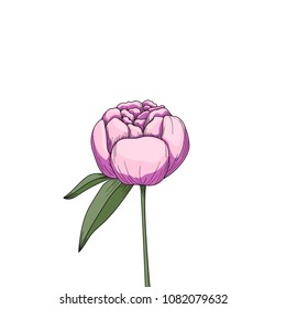 Isolated flower peony for card, print, decor, poster. Vector botanical stylized illustration. 