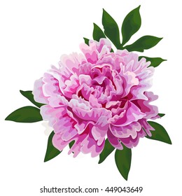 Isolated flower peony pink color on a white background. Vector floral illustration.