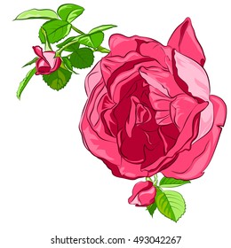 Isolated flower pink rose with buds and leaves on a white background. Perfect for a background cards, invitations.