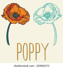 Isolated flower of poppy