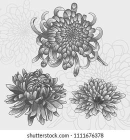 Isolated flower set. Silver chrysanthemum flowers. Single silver chrysanthemums.