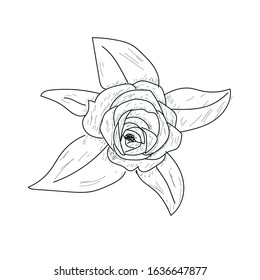 Isolated flower sketch. Spring season - Vector illustration