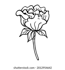 Esbozo de flor aislado primavera tiempo de primavera Ilustración vectorial
