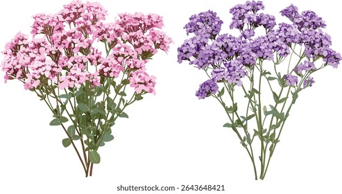 Floração isolada Verbena bonariensis e Verbena rigida recorte, plantas de jardim perenes, flores de verão, plantas ornamentais floridas, decoração natural, ilustração vetorial.