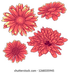 Isolated flowers. Colored and lined flowers. Single orange and violet flowers.