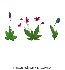 Isolated flowers on white background, vector