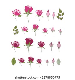 Isolated flowers on white background. Hand-drawn vector illustration with red and pink roses.