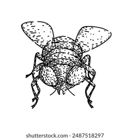 isolated fly hand drawn. black nature, collection set, bee engrave isolated fly vector sketch. isolated black illustration