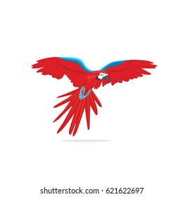 Isolated flying macaw bird
