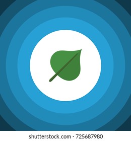 Isolated Foliage Flat Icon. Hickory Vector Element Can Be Used For Hickory, Foliage, Leaf Design Concept.