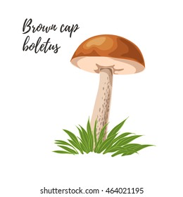 Isolated forest edible boletus, vector illustration