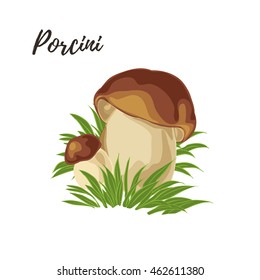 Isolated forest edible porcini, vector illustration