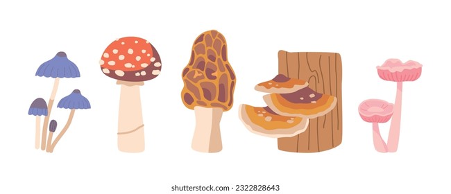 Abgeschiedene Wald-Pilze-Set. Toadstools, Morel, Amanita und Wollmückengemüse sorgen für eine warme Atmosphäre