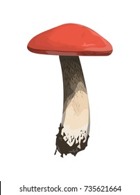 Isolated fresh aspen mushroom on white background.