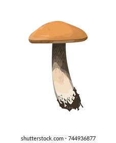 Isolated fresh aspen mushroom on white background.