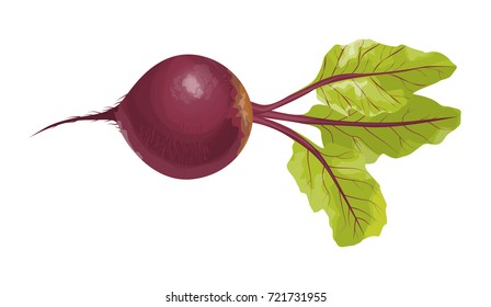 Isolated fresh beet root on white background..
