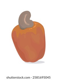 Isolated fresh cashew illustration vector. 