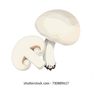 Isolated fresh champignon mushrooms on white background.
