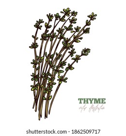 Isolated fresh or dry branches of thyme on white. Spices, condiment and herbs vector hand drawn vector sketch etching food illustration