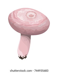 Isolated fresh russula mushroom on white background.
