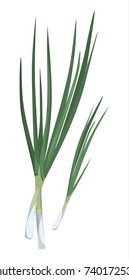 Isolated fresh spring onion on white background.