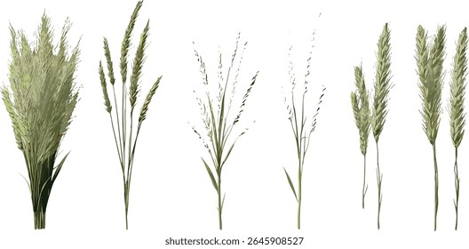 Isolated frontal Hordeum jubatum foxtail barley bobtail barley squirreltail barley intermediate barley cutout tree vector illustration, meadow plants, botanical, wildflower, herbaceous vegetation.