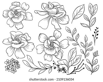 Isolated Gardenia Flower Line Art with Leaves Element