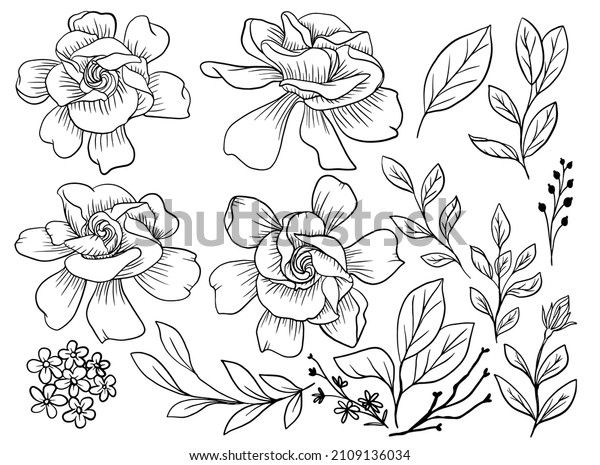Isolated\
Gardenia Flower Line Art with Leaves\
Element