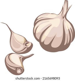 An isolated garlic object entirely on a white background. The food ingredient is a realistic stylized drawing of a vector illustration. Close-up vector garlic.