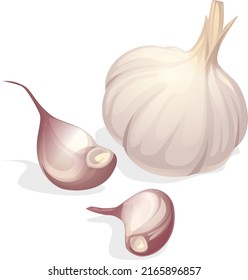 An isolated garlic object entirely on a white background. The food ingredient is a realistic stylized drawing of a vector illustration. Close-up vector garlic.