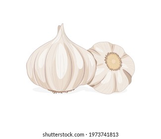 Isolated garlic whole object on white background. Food ingredient realistic drawing vector illustration. Close up vector garlic.