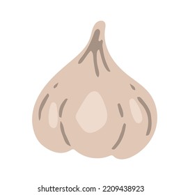 Isolated garlic whole object on white background. Food ingredient realistic drawing vector illustration. Close up vector garlic.