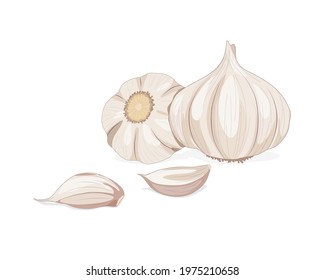 Isolated garlic whole object and some portion on white background. Food ingredient realistic drawing vector illustration. Close up vector garlic.