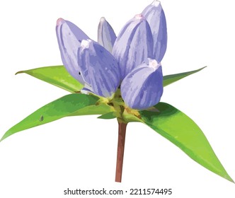 Isolated Gentiana andrewsii (Bottle Gentian) Prairie Wildflower