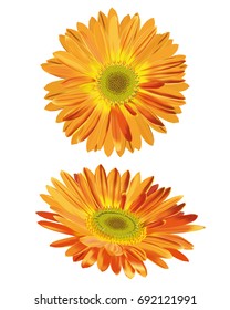 Isolated gerbera flower set. Vector illustration, EPS 10