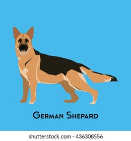 Isolated German Shepard on a blue background