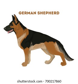 Isolated german shepherd dog on white background. Domestic animal.