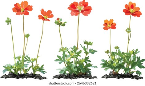 Conjunto isolado de Geum coccineum, agrupamento frontal de flores, ilustração vetorial, arbusto de jardim, pétalas vívidas, planta perene, arranjo floral, arte botânica, flor de primavera.