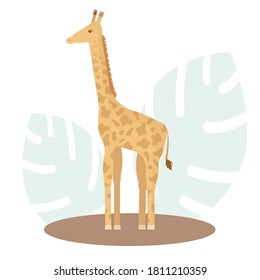 Isolated giraffe with spots and leaves on a white background. Vector illustration of African safari animal for icon, logo, banner and poster.