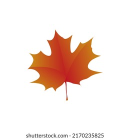 una hoja de arce dorada aislada sobre fondo blanco. hoja de arce de verano en la temporada de otoño