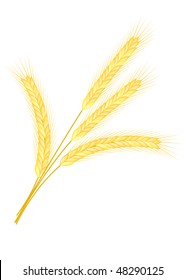 Isolated golden wheat ear after the harvest