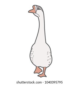 isolated goose, duck