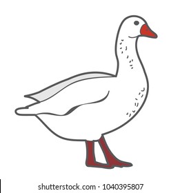  isolated goose, duck white