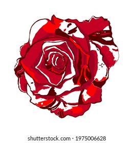 Isolated gorgeous rose on a white background.  Red-white flower. Variegated color. Vector illustration. Use for design, decoration, etc.