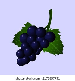 isolated grape fruit vector image with leaves on purple background. Gradient color. Simple and aesthetic.